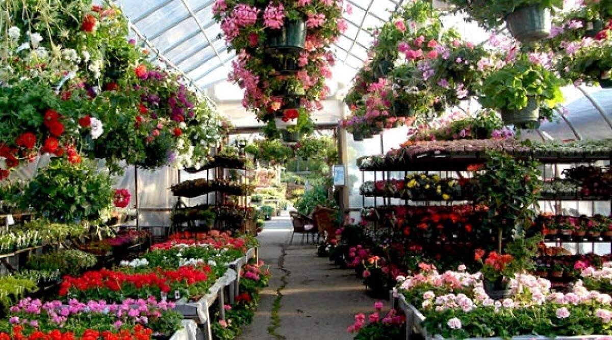 The Benefits of Plant Nurseries Webfreen.com